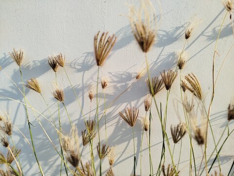 Chloris barbata Grass  with Afternoon Sunlight Shadow on Beige Wall Background. Grass background and wallpaper 