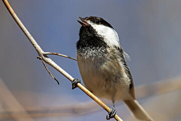 Black-capped Chickadee © Bill