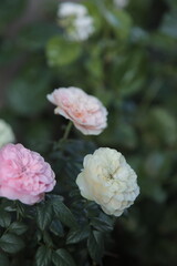 Fototapeta premium pink rose flower
