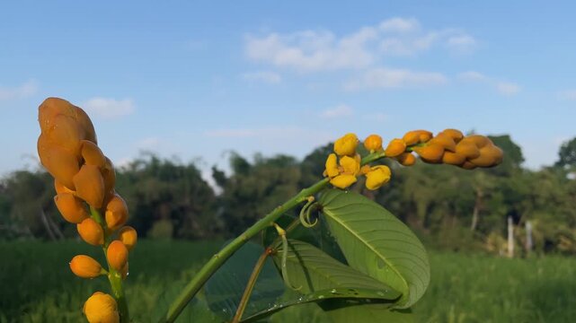 Senna alata candle bush yellow flower buds and green leaves swaying gently in breeze under sunny blue sky