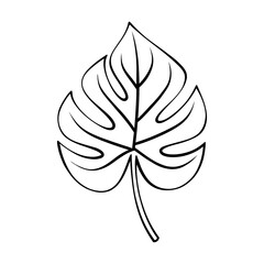 Monstera deliciosa tropical leaf line art illustration isolated on transparent background for minimalist design, logo, printing, and coloring page © Muhammadferi