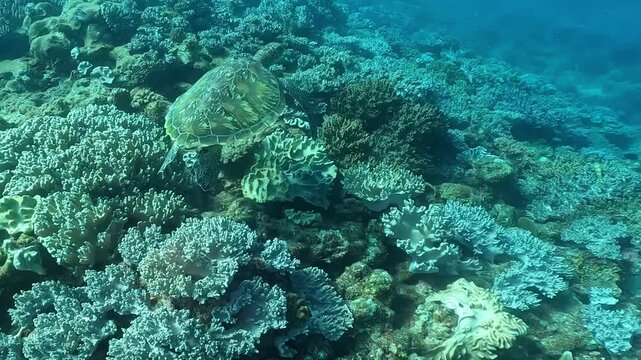 いつもの場所でのんびり優雅にもぐもぐタイム
沖縄県の砂辺に住みついているアオウミガメです。豊かなサンゴ礁が広がるこの海はこのカメさんにとって絶好の「お食事処」。主食である海藻や藻類を岩肌から器用にちぎって美味しそうに食べています。カラフルなソフトコーラルに囲まれながらマイペースに水中を泳ぐ姿は癒やしそのもの。砂辺を訪れたダイバーやシュノーエラーをいつも優しく出迎えてくれる地域のアイドルになるかな～