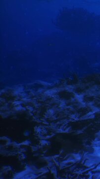 Beneath the waves, a serene underwater world reveals colorful fish swimming among coral reefs. Light dances on the ocean floor, creating a magical atmosphere for exploration.