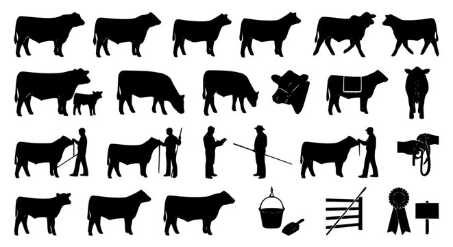Show steer and heifer silhouette vector collection featuring cattle livestock farmers and agricultural exhibition illustrations