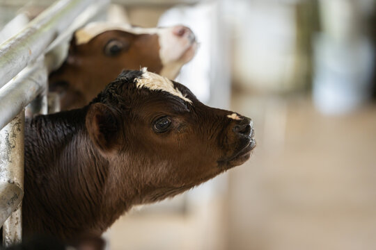 close up baby dairy cow inside fence in farm