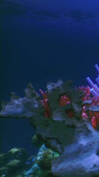 Bright coral formations come alive under gentle ocean currents, showcasing vibrant colors. Fish dart playfully through the reef&rsquo;s hidden nooks.