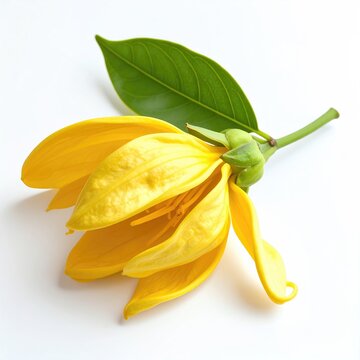 Bright yellow exotic flower with long, delicate petals and a green leaf
