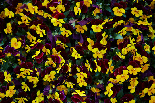 Flowers in the outdoor garden