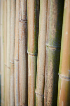 bamboo background texture, bamboo background