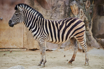 Animals in the outdoor zoo © mnimage