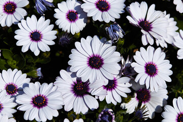 Fototapeta premium Flowers in full bloom in the garden