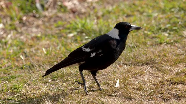 Australian Magpie Foraging for Food in Grassy Field