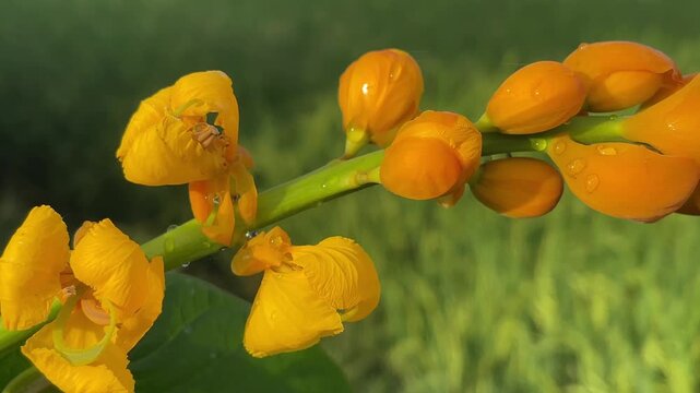 Macro close up of Senna alata yellow flower buds with dew drops and tiny insect on lush green bokeh background in warm morning sunlight