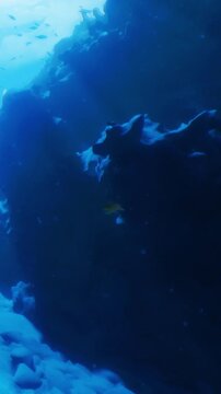 In a serene underwater environment, gentle light breaks through calm waters, revealing a rocky seabed and shadowy shapes that evoke curiosity and wonder amidst the tranquility.