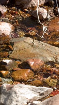Clear Water Flowing Over Rocky Creek Bed in Sunlight