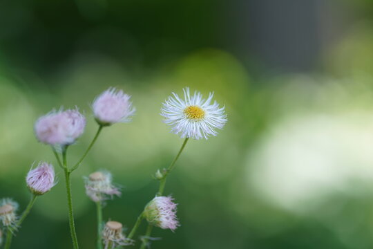 ぼやけた深緑色の背景に咲くハルジオンの花(1)