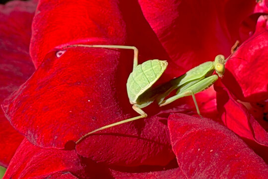 A closeup of a young praying mantis hanging out on a red rose blossom in our garden