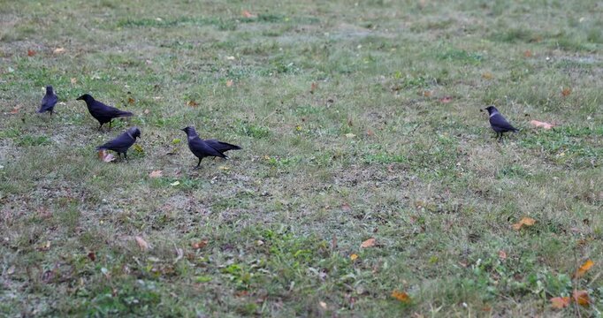 Wild jackdaws walk through the clearing of a public park, several black jackdaws stand on a grassy field on an autumn day