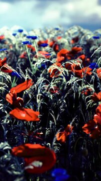 A stunning scene showcases a colorful field filled with bright red and blue wildflowers swaying gently in the warm breeze. The clouds above create a dramatic backdrop for this natural beauty.