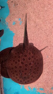 Close-up video of a patterned freshwater stingray gliding gracefully across the bottom of an aquarium.