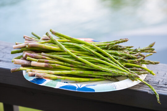 Fresh green asparagus spears resting on a paper plate outdoors with a soft blurred lake background.