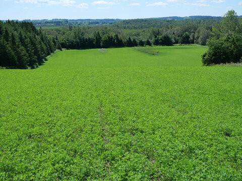 Farmer's field growing a crop of alfalfa for feeding cattle