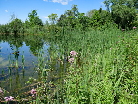 Pond surrounded by rushes and wildflowers