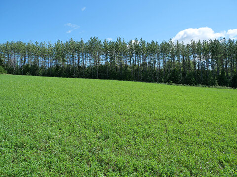 Farmer's field growing a crop of alfalfa for feeding cattle, bordered by pine trees