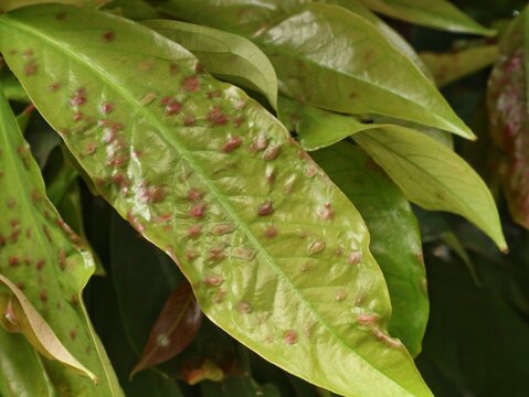 Close up shot of young rose apple leaves showing symptoms of fungal leaf spot disease and pest infestation with reddish spots. Suitable for agricultural care, botany, and plant pathology concepts