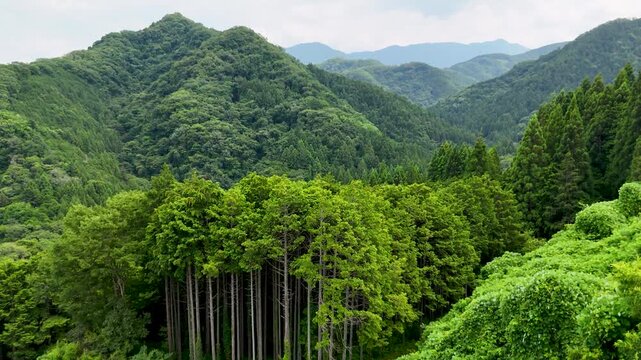 Lush Summer Forest Scenery in Japan