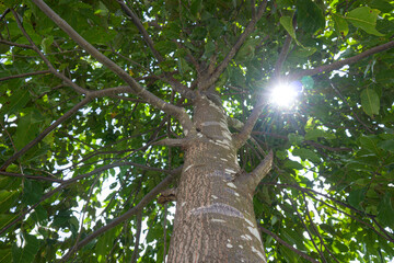 Fototapeta premium Balanced tree canopy with green leaves in natural landscape