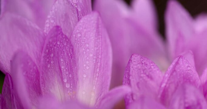 Autumn pink flowers in drops , several beautiful pink crocus flowers wet with water in the autumn cold season, garden design