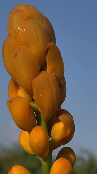 Vertical macro shot of single Senna alata candle bush yellow flower spike with dew drops against clear blue sky