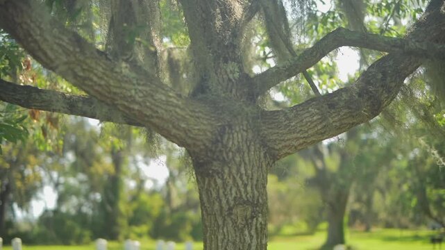 ature; trees along the lagoon's edge coexist with humanity; a green space.