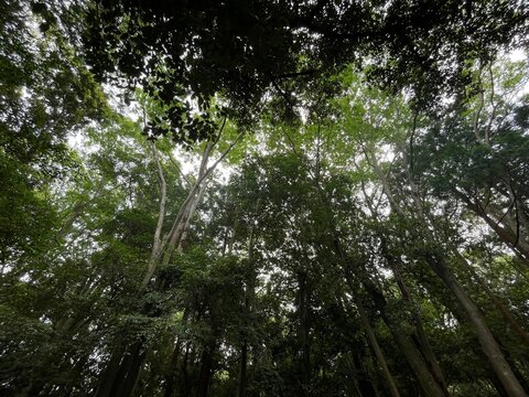 三重県伊勢神宮・内宮の境内