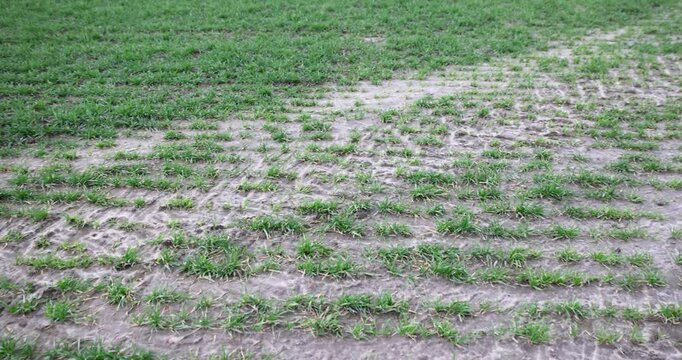 Bright green shoots of early grain crops on dark soil, rows of winter seedlings in a farmer's field with tractor tread marks