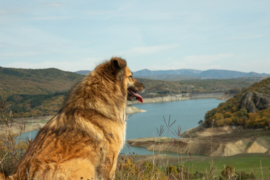 Loyal dog sits peacefully on hillside overlooking beautiful lake and surrounding landscape