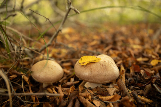 Mushrooms grow on forest floor covered with fallen leaves