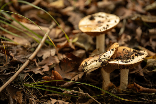 Fungi emerge from earthy soil surrounded by dried leaves and grass