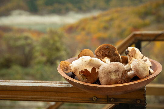 Several varieties of mushrooms rest in a bowl on a railing surrounded by fall colors