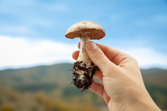 Hand presents freshly picked mushroom with soil against backdrop of mountains