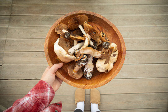 Person showcases collection of wild mushrooms in natural setting
