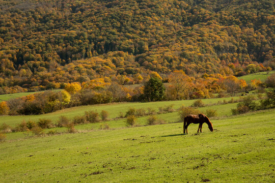 Horse feeds on lush grass in serene countryside during fall