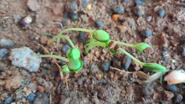 Watermelon Seedlings Germinating in Soil &ndash; Young Citrullus Lanatus Sprouts Growing from Seeds