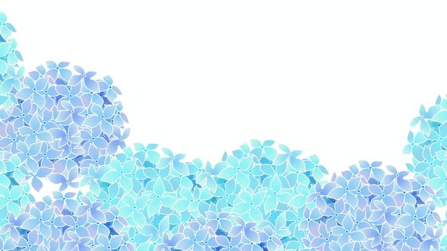 Blue Hydrangea Flowers Blossoming Scene 4K