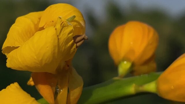Extreme macro close up of bloomed Senna alata yellow flower petal with stamen and dew drop on soft bokeh background