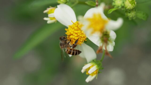 Honey Bee Feeding on Wild Daisy Blossom