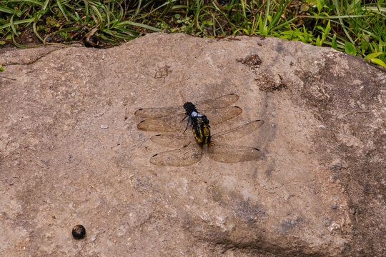 Pair of dragonflies mating on a rock
