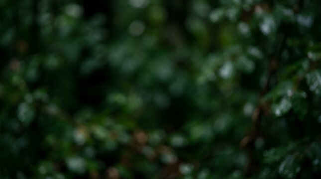 Blurred forest foliage background for natural design textures