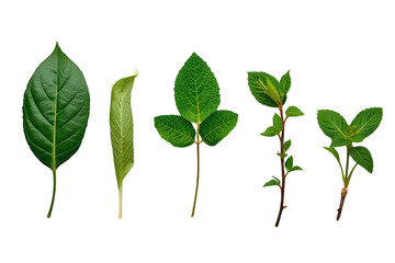 Fototapeta premium Assorted green leaves and young plant sprigs